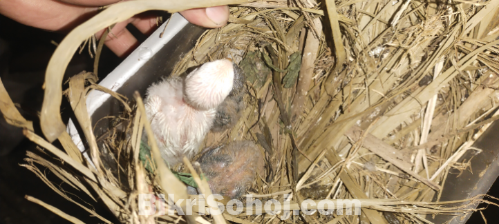 Green fisher speed love bird baby for sell